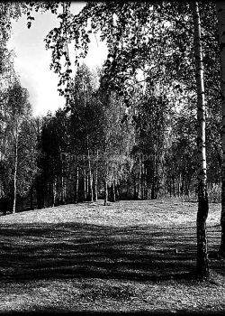 25-berezovaya-roshha