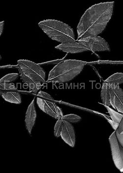 Две-розы-маленькие